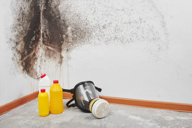Best White Mold Remediation in Port Washington, WI
