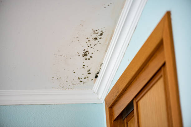 Best Mold Testing and Inspection Services in Port Washington, WI