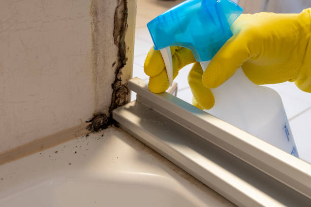 Best Residential Mold Remediation in Port Washington, WI