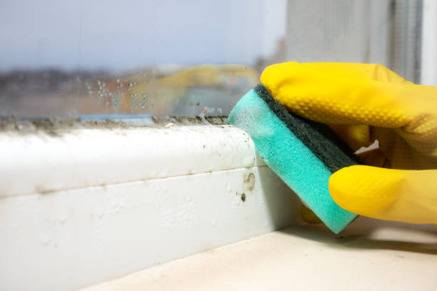 Best Commercial Mold Remediation in Port Washington, WI