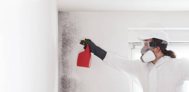 Best Crawl Space Mold Remediation in Port Washington, WI