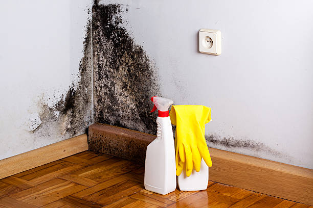 Best Kitchen Mold Remediation in Port Washington, WI