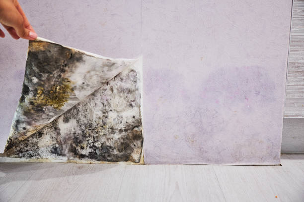 Best DIY Mold Remediation Support Services in Port Washington, WI